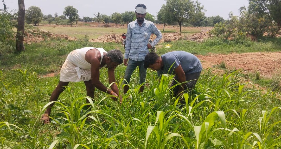 ಹಸಿರು ಎಲೆಗಳ ಗೊಬ್ಬರದಲ್ಲಿ ಸಸ್ಯ ವೈವಿಧ್ಯತೆ ಮತ್ತು ಪರಿಣಾಮಕಾರಿ ಬಳಕೆ